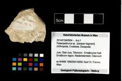 Foto (Objekt + Etikett) von Palaeopalinurus sp.  (NHMW-GEO-2014-0194-0954)